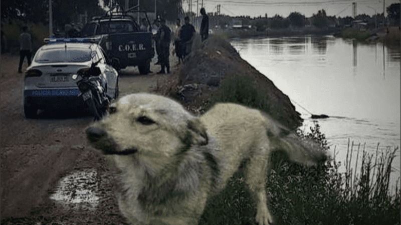 Perro encontró el cuerpo de su dueño y lloró cuatro días para marcar el lugar