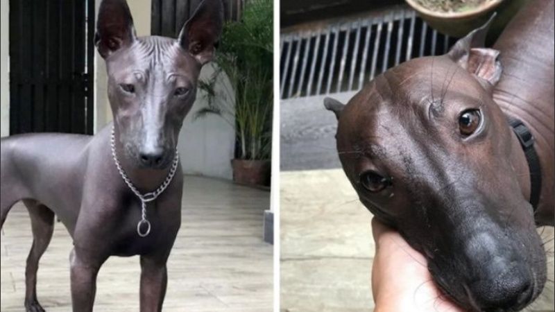El perro sin pelo que se parece a una estatua de bronce