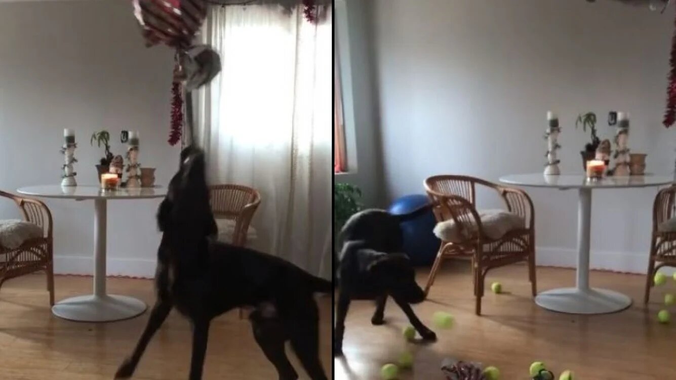 Video divertido: así le festejó una familia el cumpleaños al perro, con piñata y todo