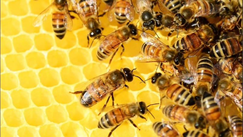 El veneno de abeja es «extremadamente potente» para matar las células del cáncer de mama