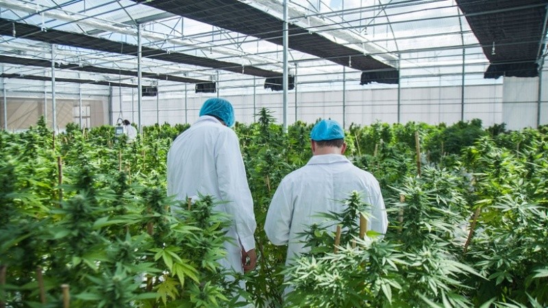 Especialistas de un hospital argentino evaluarán un nuevo uso del cannabis farmacéutico