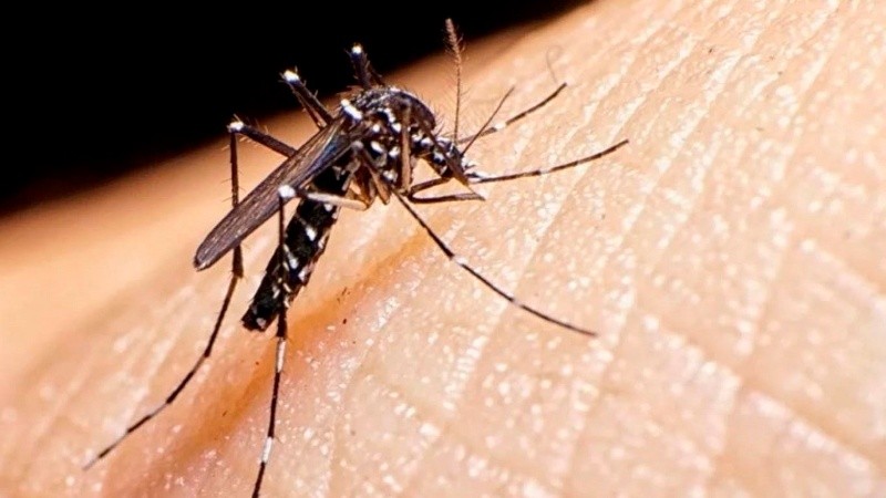 Se detectaron casos de dengue autóctono en Argentina: cómo se transmite la enfermedad y de qué manera prevenirla