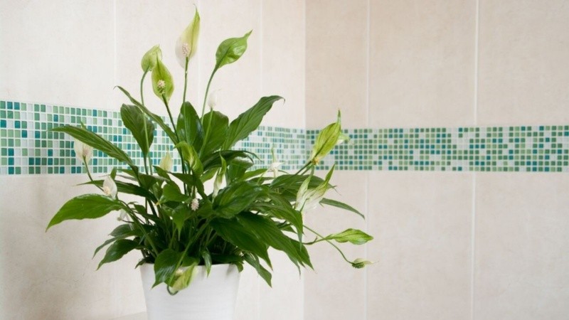 Plantas de interior para eliminar moho y humedad