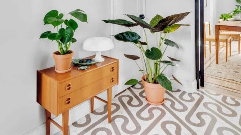 5 plantas para decorar espacios sin luz natural