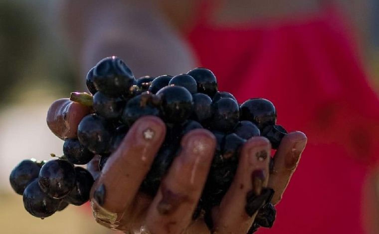Salta vive una nueva vendimia con actividades turísticas en bodegas