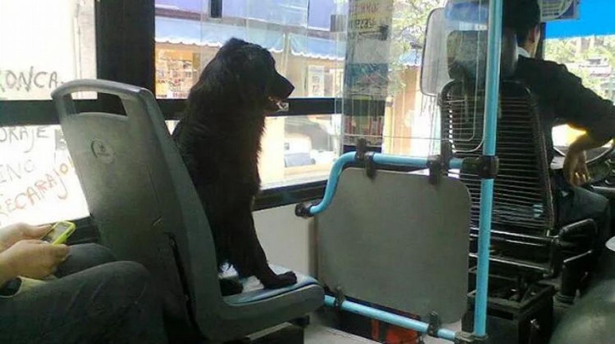 La ciudad de Santa Fe permitirá que las mascotas viajen en transporte público