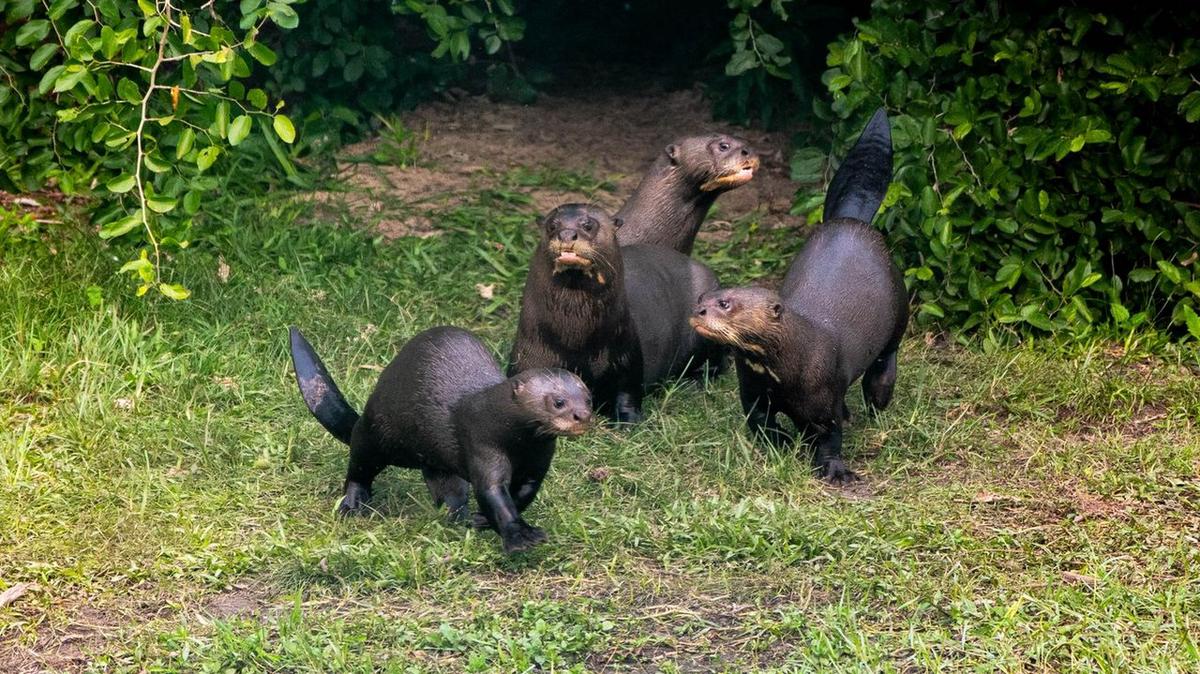 Liberaron un grupo de nutrias gigantes, especie que estaba extinta en el país