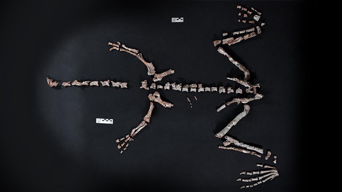 La Rioja: encontraron restos fósiles de un dinosaurio que vivió hace más de 230 millones de años