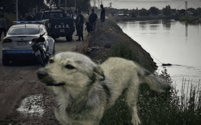 Perro encontró el cuerpo de su dueño y lloró cuatro días para marcar el lugar