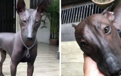 El perro sin pelo que se parece a una estatua de bronce
