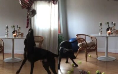 Video divertido: así le festejó una familia el cumpleaños al perro, con piñata y todo