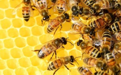 El veneno de abeja es «extremadamente potente» para matar las células del cáncer de mama