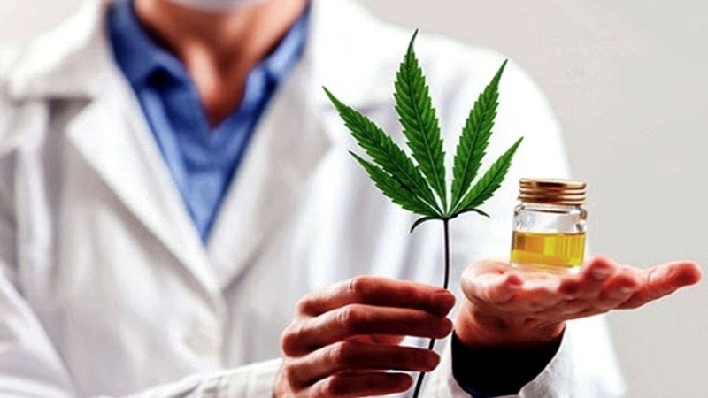 Argentina avanza en la actualización del programa sobre cannabis medicinal