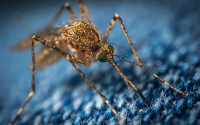 Desarrollan una sangre falsa para luchar contra los mosquitos y la malaria