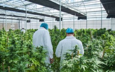 Especialistas de un hospital argentino evaluarán un nuevo uso del cannabis farmacéutico