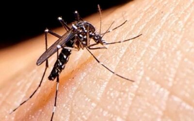 Se detectaron casos de dengue autóctono en Argentina: cómo se transmite la enfermedad y de qué manera prevenirla