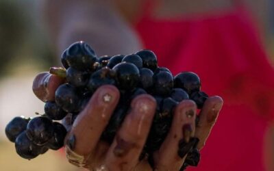 Salta vive una nueva vendimia con actividades turísticas en bodegas