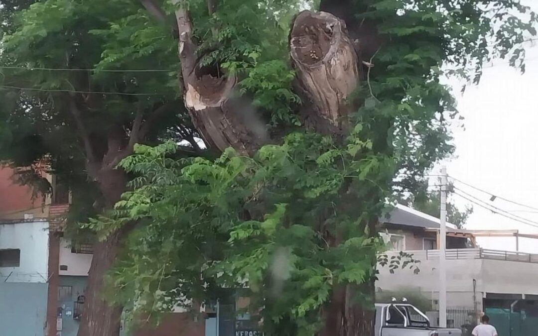 Fue a orinar a un árbol, lo picaron las avispas 150 veces y pelea por su vida