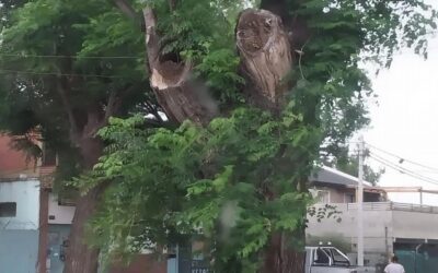 Fue a orinar a un árbol, lo picaron las avispas 150 veces y pelea por su vida