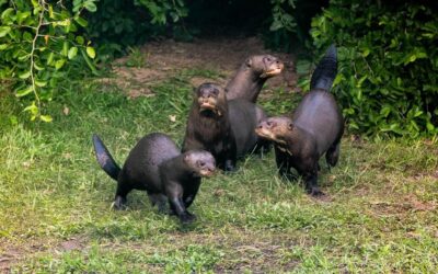 Liberaron un grupo de nutrias gigantes, especie que estaba extinta en el país