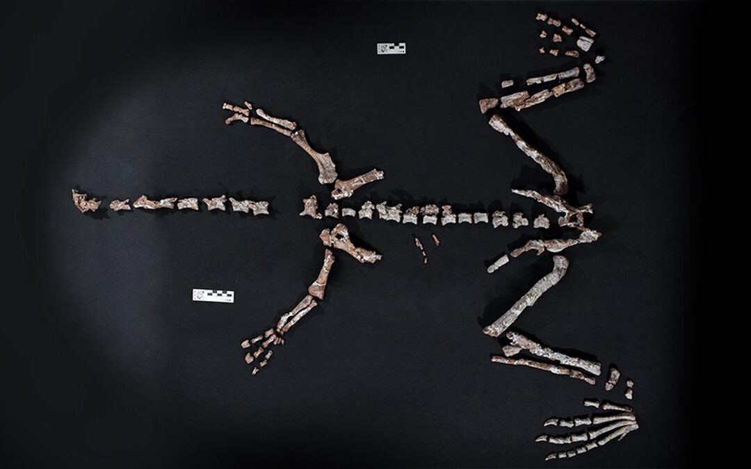 La Rioja: encontraron restos fósiles de un dinosaurio que vivió hace más de 230 millones de años
