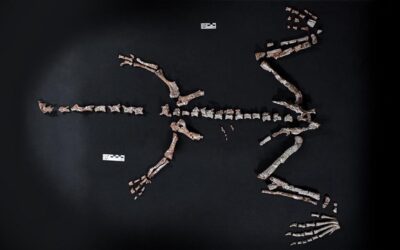 La Rioja: encontraron restos fósiles de un dinosaurio que vivió hace más de 230 millones de años