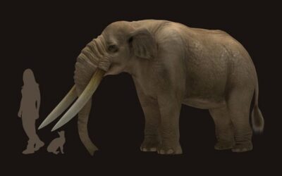 Un estudio del CONICET revela que los primeros pobladores de América eran cazadores de megafauna